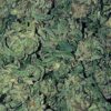 Jamaican Pearl