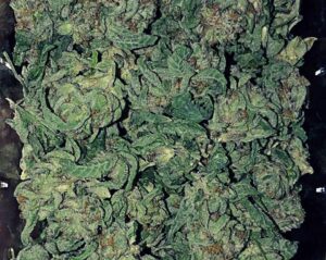 Jamaican Pearl